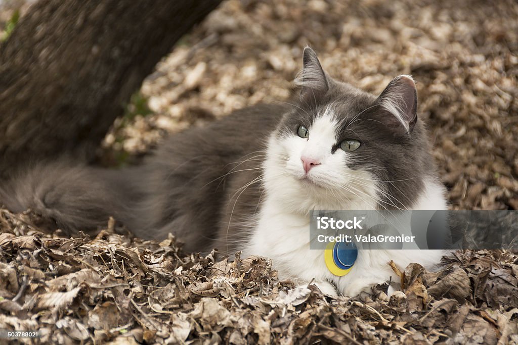 Gray and white cat relaxing in dried leaves. Horizontal outdoor shot of relaxed but alert cat in dried leaves. Alertness Stock Photo