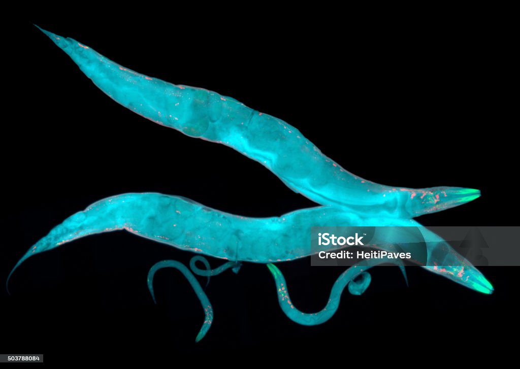Caenorhabditis elegans Caenorhabditis elegans, a free-living transparent nematode (roundworm), about 1 mm in length. Caenorhabditis Elegans Stock Photo Caenorhabditis elegans Caenorhabditis elegans, a free-living transparent nematode (roundworm), about 1 mm in length. Caenorhabditis Elegans Stock Photo