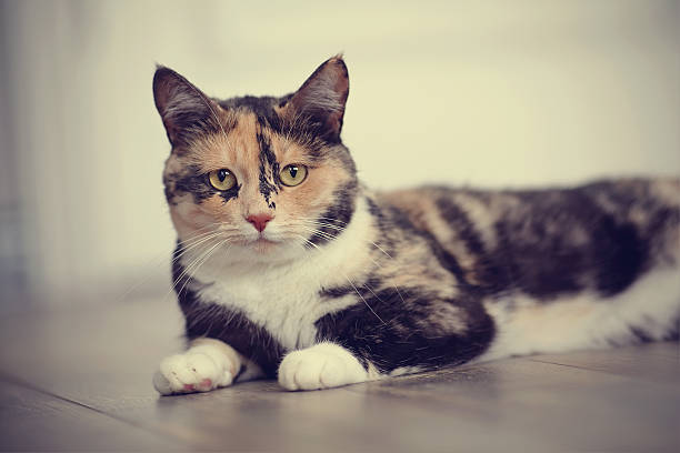 istock Portrait of the multi-colored cat lying on a floor. 503788794