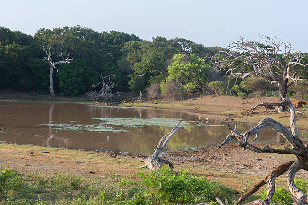 istock Safai in the Yala Nationalpark 503788989