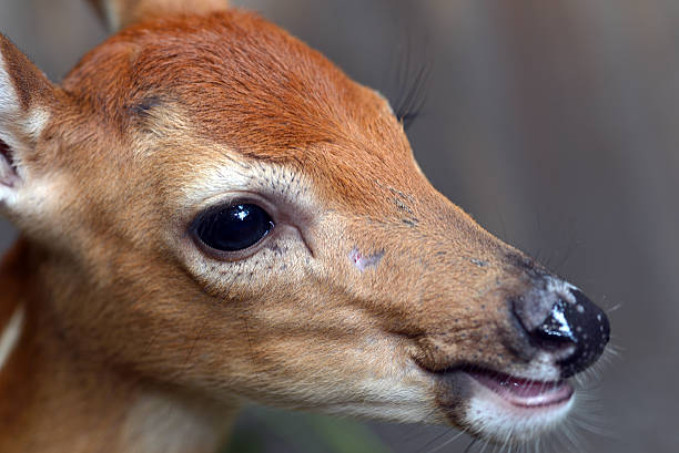 Baby deer portrait stock photo