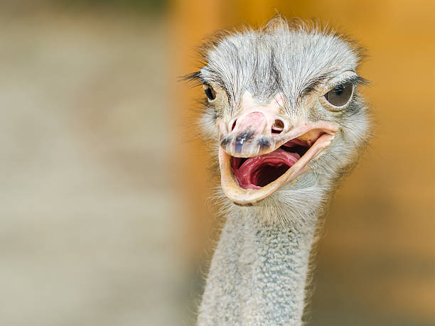 istock Gray Ostrich Portrait 503789212