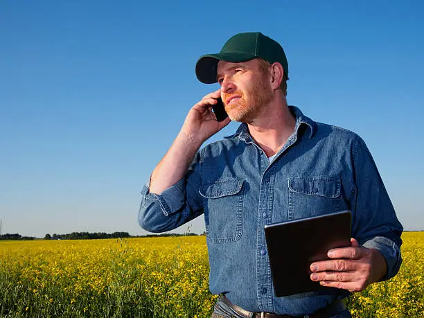 A roiyalty free image from the farming industry of a farmer in a canola field using a cellphone and tablet computer.