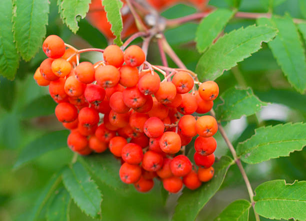 istock sea buckthorn 503789273
