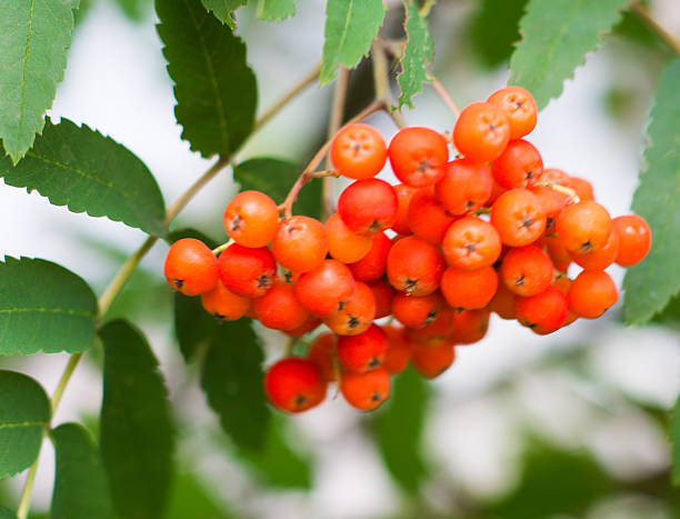 istock sea buckthorn 503789277