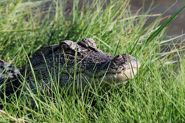 istock Alligator at the Waters Edge 4 503789341