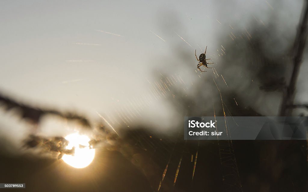 Spider and Sun at Twilight - Araña y Sol  Crepusculo Spider in its web with background evening sun backlit - Spider on your web with sunset sun background against the light Animal Stock Photo