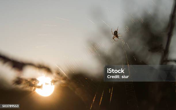 Spider And Sun At Twilight Araña Y Sol Crepusculo Stock Photo - Download Image Now