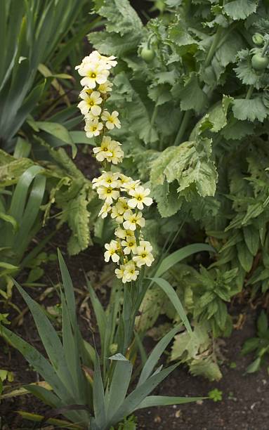 istock Flower - Yellow white flower 503789615