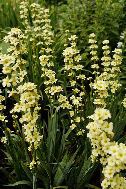 istock Flower - Yellow white flower 503789617