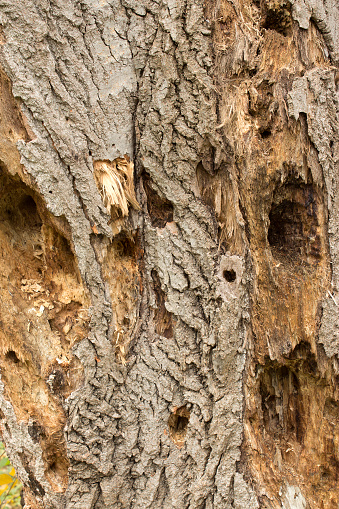 numerous holes in an old tree showing the damage done by woodpeckers
