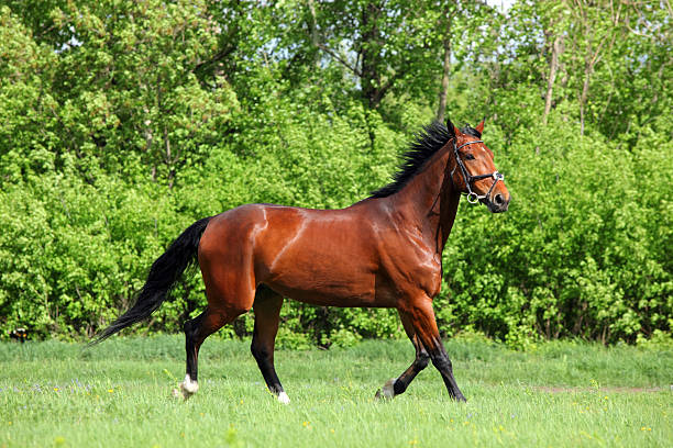 istock Trotting sportive breed horse in open paddock 503789756