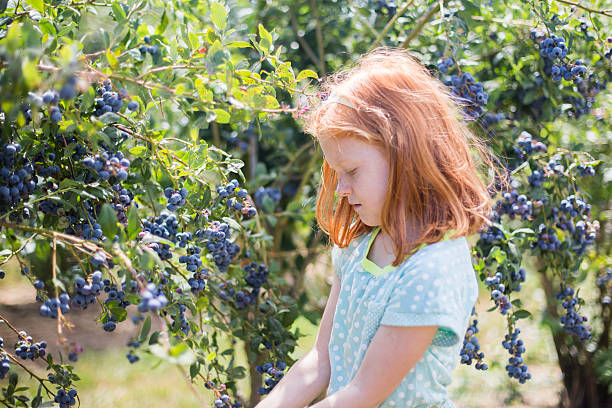 istock Young redheaded girl picks blueberries 503789960