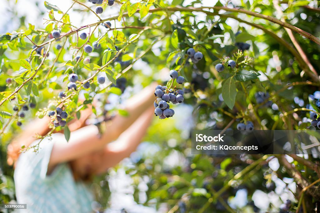 Redheaded girl picks blueberries A redheaded girl age 7 picks blueberries off a nearby bush. The focus is on a close cluster of blueberries while she is in the background. There is lots of sunshine and color. Blueberry Stock Photo