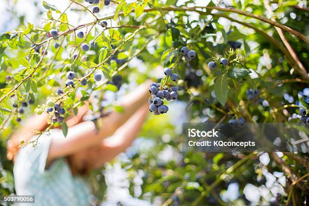 Redheaded Girl Picks Blueberries Stock Photo - Download Image Now - Blueberry, Picking - Harvesting, Harvesting