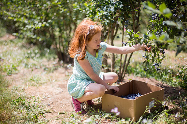 Young redheaded girl picks blueberries