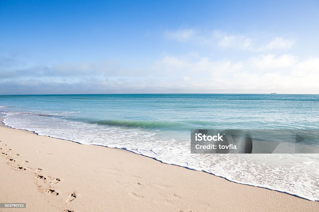 Miami Beach, Florida Seagulls in Miami Beach, Florida Beach Stock Photo