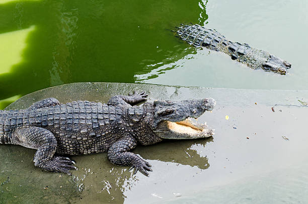 istock Freshwater crocodile or alligator 503790896