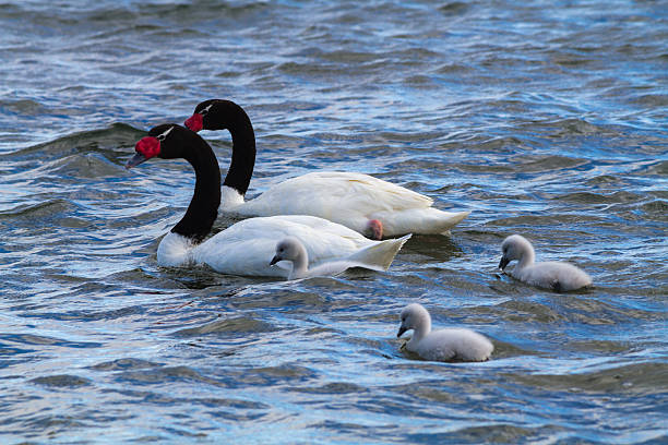 Black Necked Swan stock photo