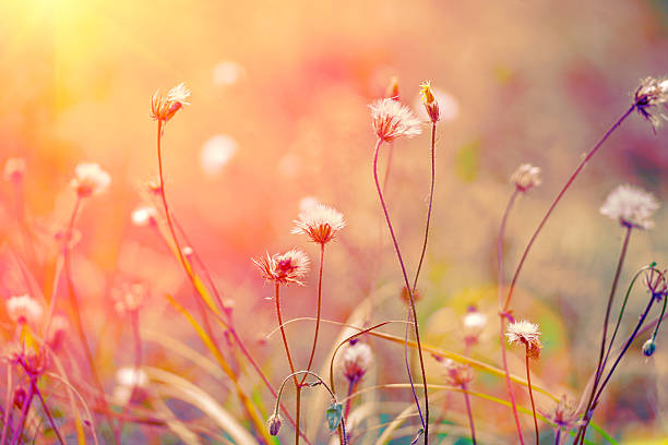 istock Vintage herbal field at sunrise 503791742