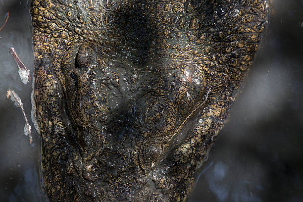 istock Portrait of a crocodile 503791762