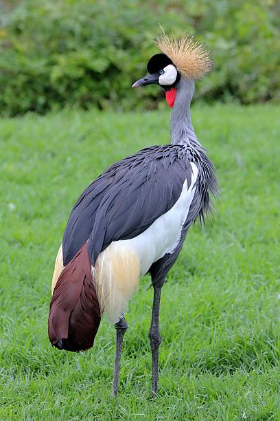 istock Grey crowned crane - whole body 503791842