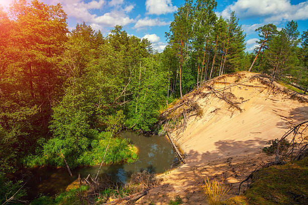 weißen dünen im wald - petrified sand dune stock-fotos und bilder