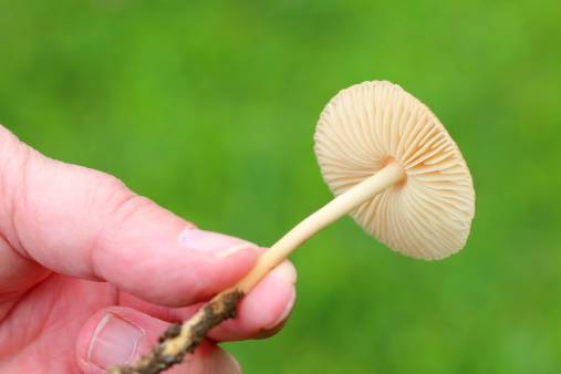 Close-up shot of a woman's hand holding single, big, golden Chanterelle mushroom with forest  trees in background