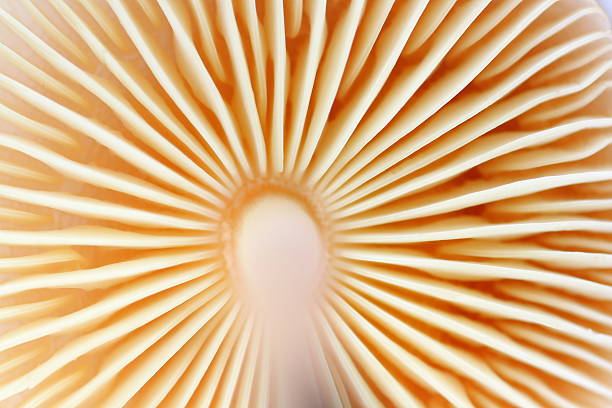 Mushroom bottom view backgrounds Macro shot of Mushroom bottom view backgrounds, in selective focus. Mushrooms is Collybia Butyracea type. fungus gill stock pictures, royalty-free photos & images