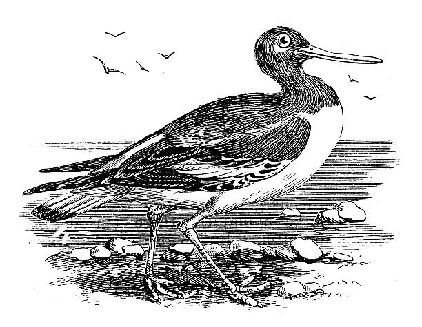 Antique illustration of Eurasian oystercatcher (Haematopus ostralegus)