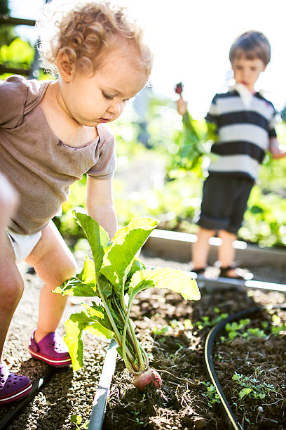 istock Children Picking Vegetables in Garden 503801819