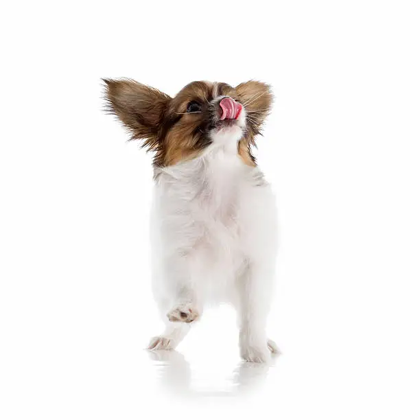 Papillon puppy isolated on white background