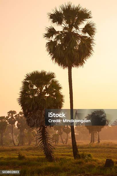 Sugar Palm And Rice Filed At Sunset Stock Photo - Download Image Now - Agricultural Field, Asia, Asian Culture