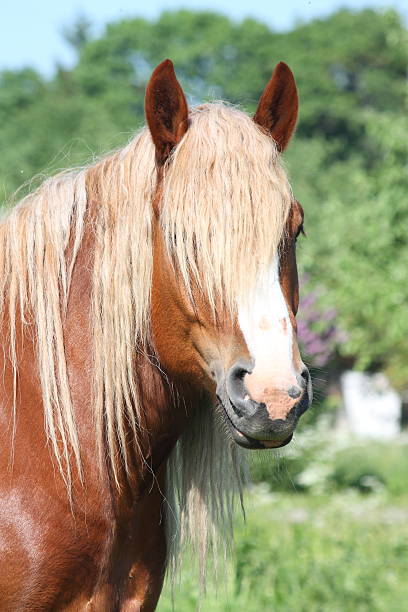 hermoso retrato de barril palomino caballo - draft horse fotografías e imágenes de stock