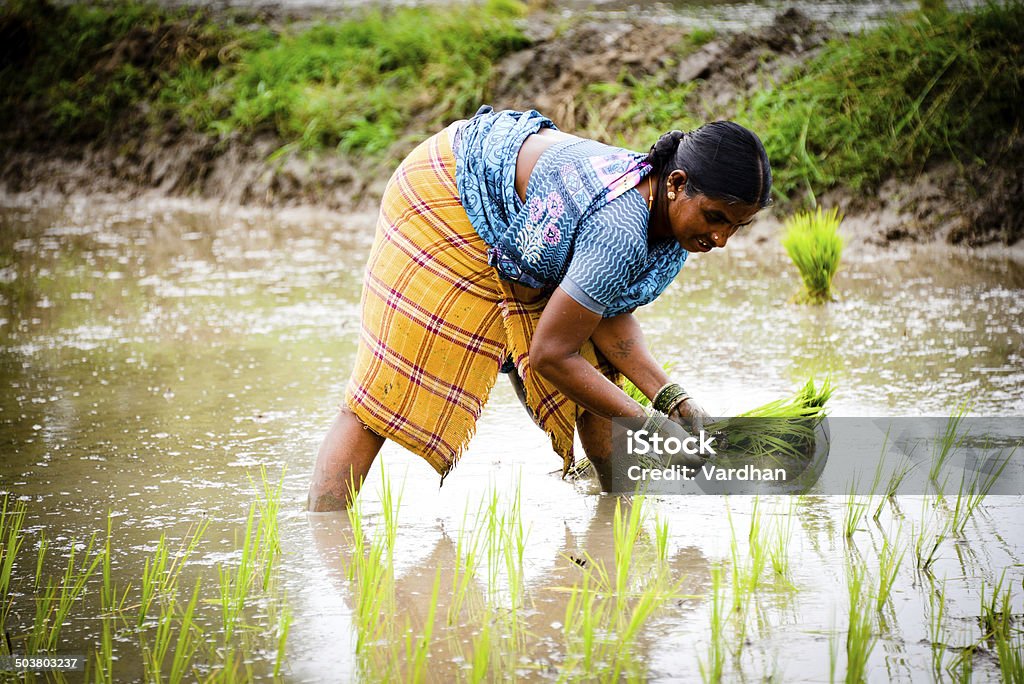 Rice Planting An Indian farmer plants rice by hand.An Indian farmer plants rice by hand. Active Seniors Stock Photo