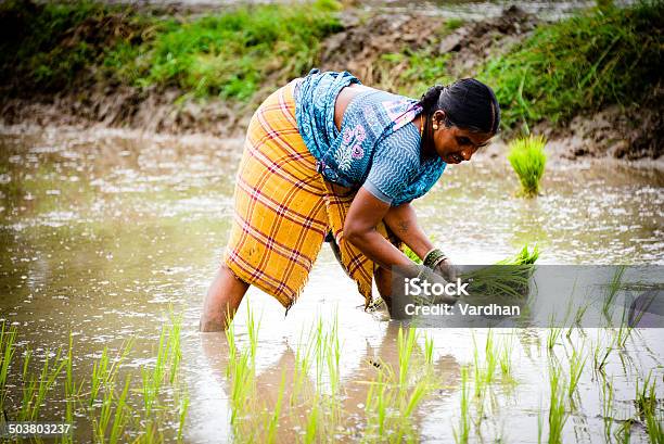 Rice Planting Stock Photo - Download Image Now - Active Seniors, Adult, Adults Only