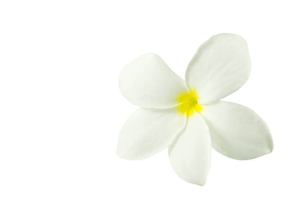 istock Frangipani flowers on a white background 503803629