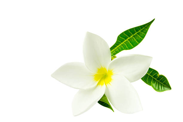 istock Frangipani flowers on a white background 503803635
