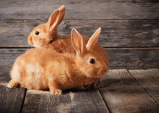 istock red rabbits on wooden background 503804050