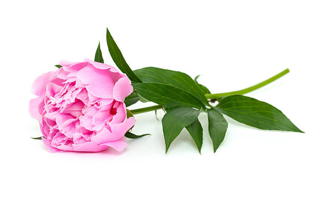 istock pink peony isolated on white background 503804182