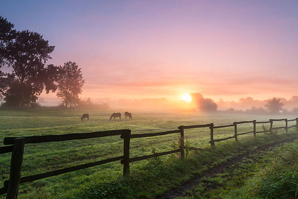 caballos de pastoreo la hierba en la niebla de la mañana - prado fotografías e imágenes de stock