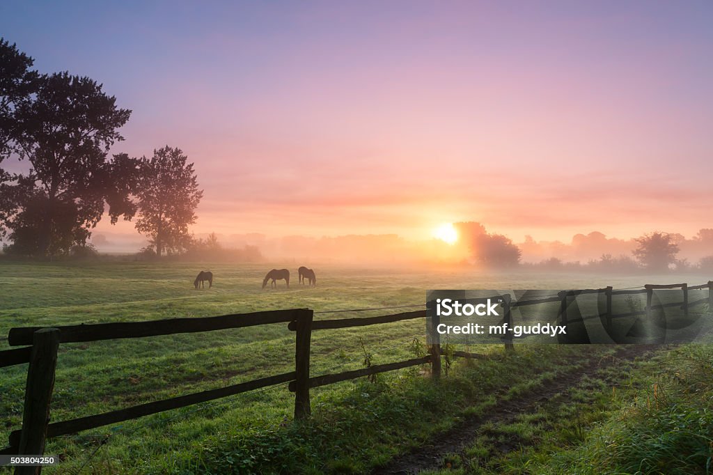 Horses grazing the grass on a foggy morning Three horses grazing the grass on a foggy morning. Horse Stock Photo
