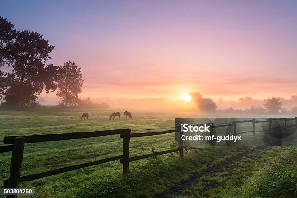 Horses Grazing The Grass On A Foggy Morning Stock Photo - Download Image Now - Horse, Sunrise - Dawn, Sunset