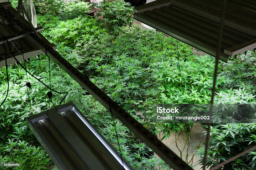 Indoor Marijuana grow room Indoor Marijuana grow room from above Agriculture Stock Photo