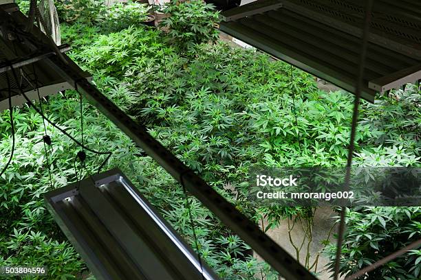 Indoor Marijuana Grow Room Stock Photo - Download Image Now - Agriculture, Cannabis sativa, Crime