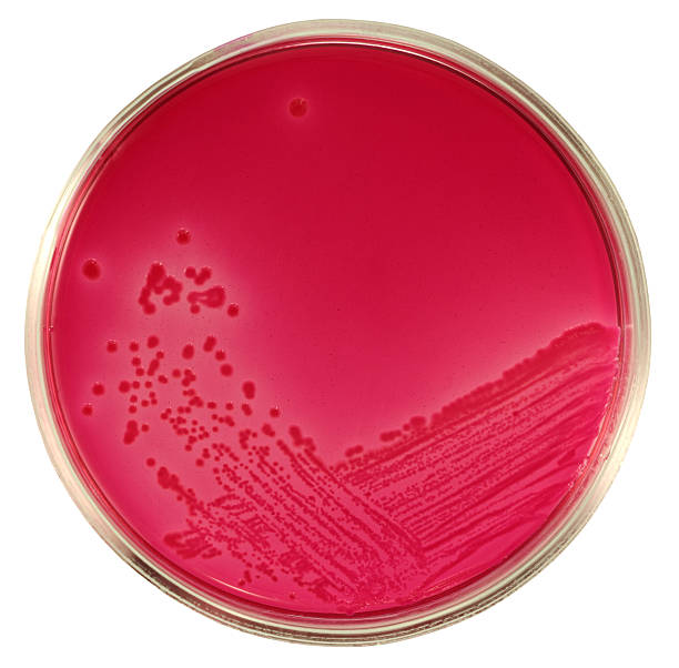 escherichia coli wächst auf roten agar endo, isoliert auf weiss - blood agar stock-fotos und bilder