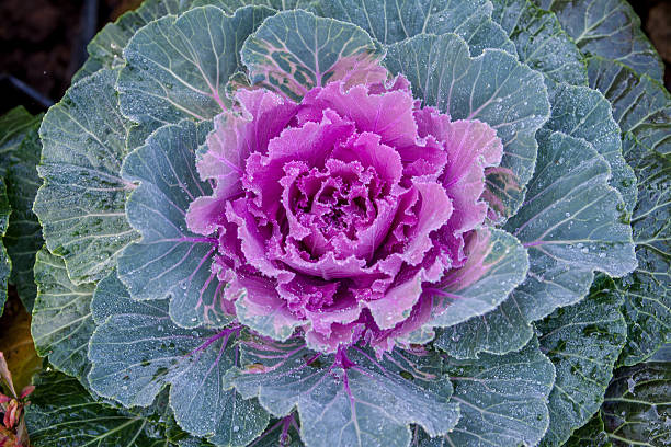 Fancy colored cabbage is grown as an ornamental plant. Fancy colored cabbage is grown as an ornamental plant. ornamental plant stock pictures, royalty-free photos & images