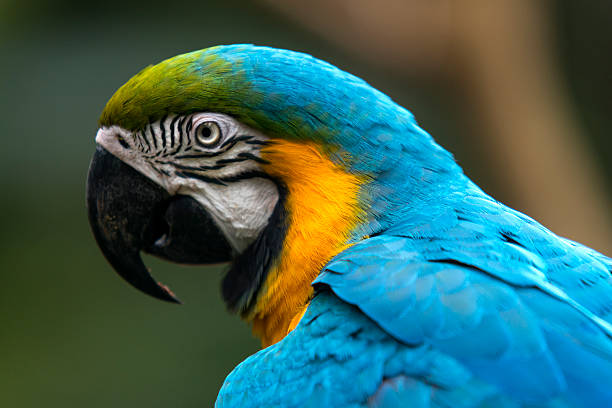 istock Gold and Blue Macaw 503806993