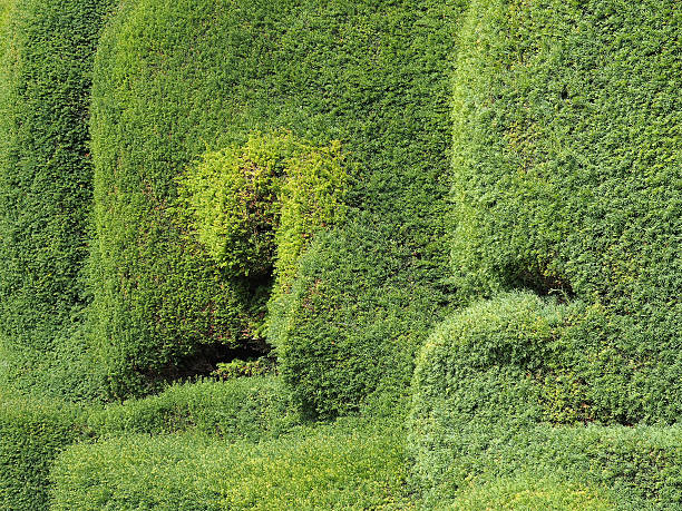 istock Closely trimmed Yew hedge 503807249