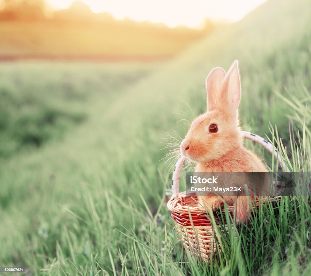 rabbit in basket outdoor Easter Stock Photo